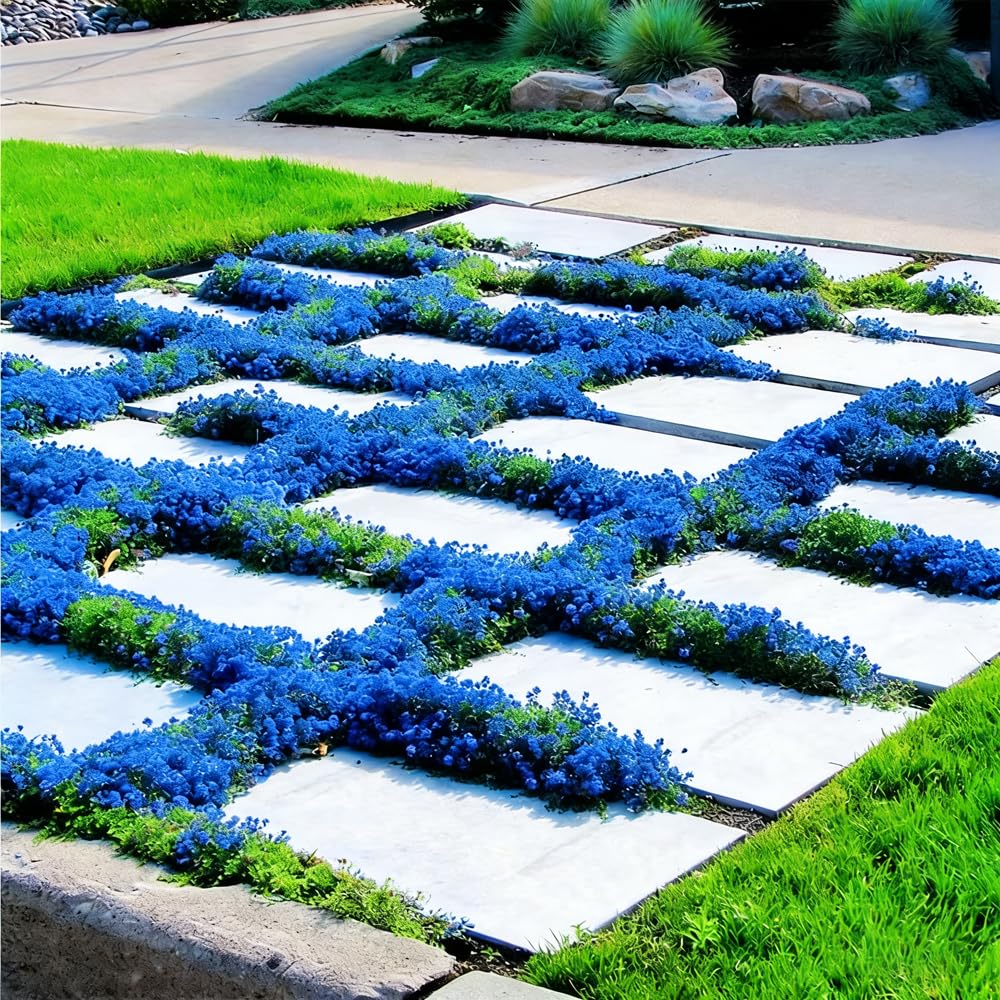 Mixrug walkable thyme ground cover between stepping stones in a garden