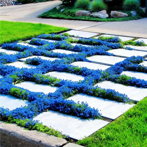 Mixrug walkable thyme ground cover between stepping stones in a garden