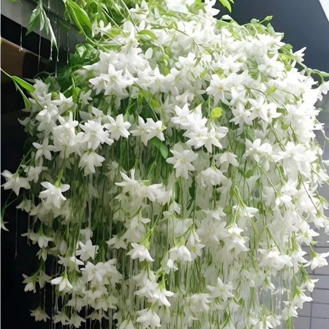 Mixrug Weeping Jasmine seeds climbing bloom close up of fragrant flowers