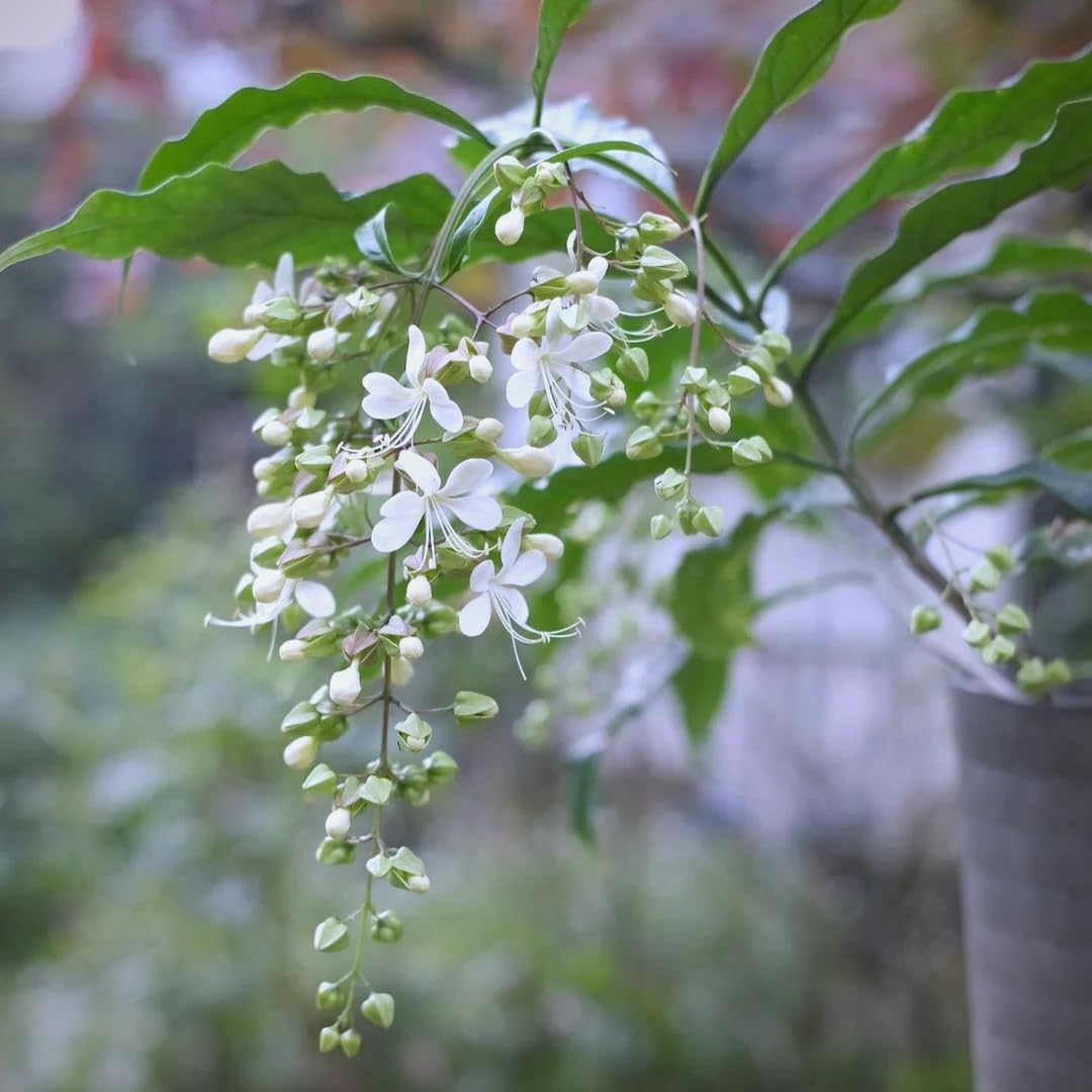 Mixrug Weeping Jasmine seeds garden scene with climbers thriving outdoors