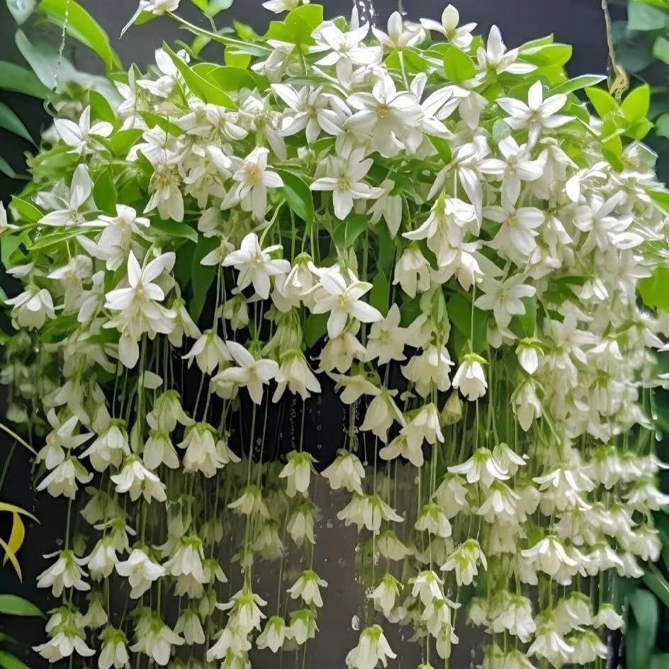 Mixrug Weeping Jasmine seeds soaking process prepared for faster germination and even sowing