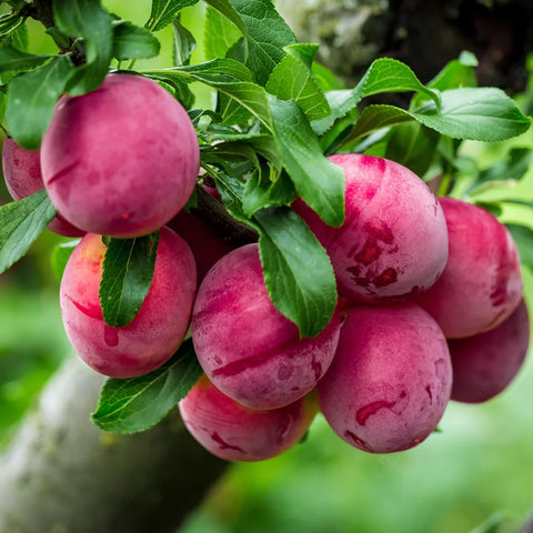 Mixrug wild plum seeds planting: ideal start for a productive outdoor fruit garden