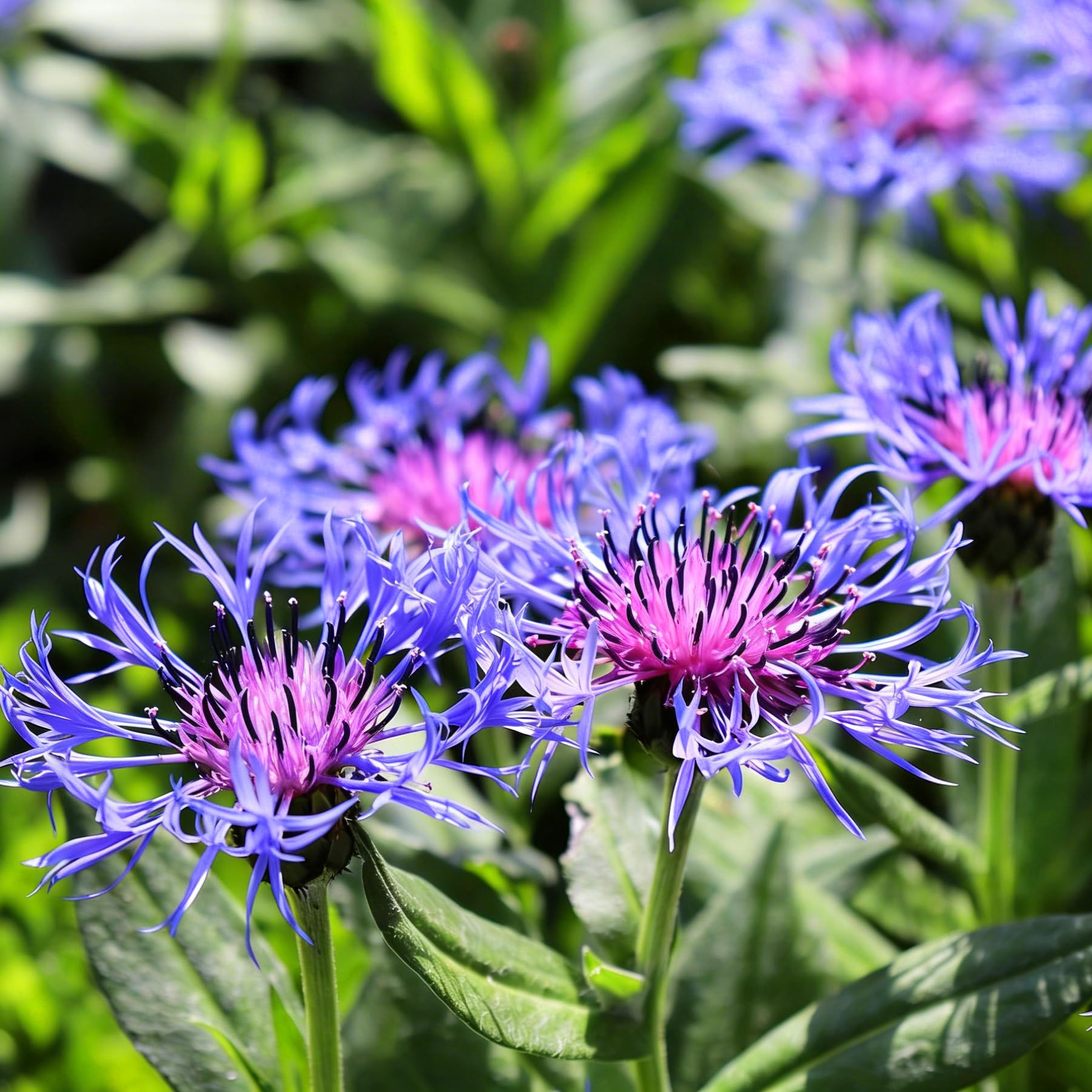 Wildflower garden setup featuring Mixrug cornflowers in sunlit bed.