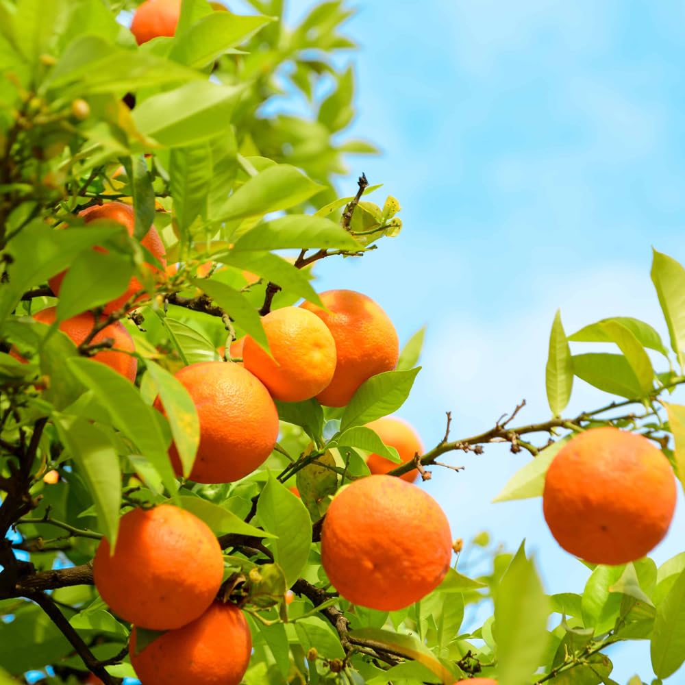 Mixrug winter harvest preview with sweet navel oranges