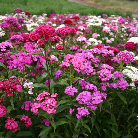 Mixrug 5000plus Sweet William thrives in sun and well‑drained soil across zones 3–9.