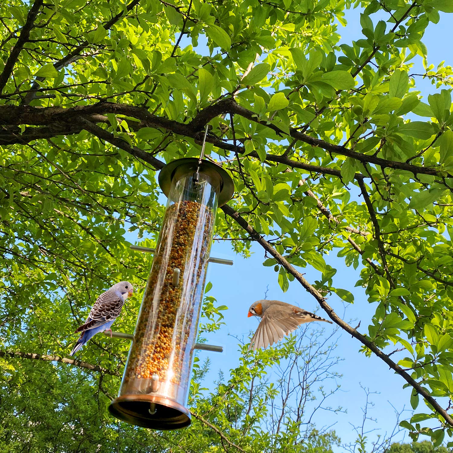 MIXXIDEA Perches support comfortable seed access for goldfinches.