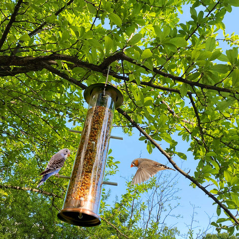 MIXXIDEA Perches support comfortable seed access for goldfinches.