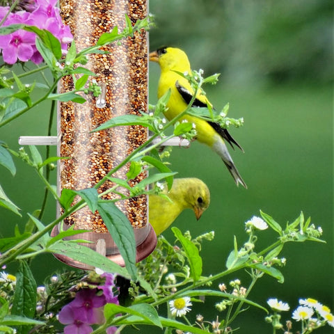 MIXXIDEA Large capacity supports extended bird viewing sessions.