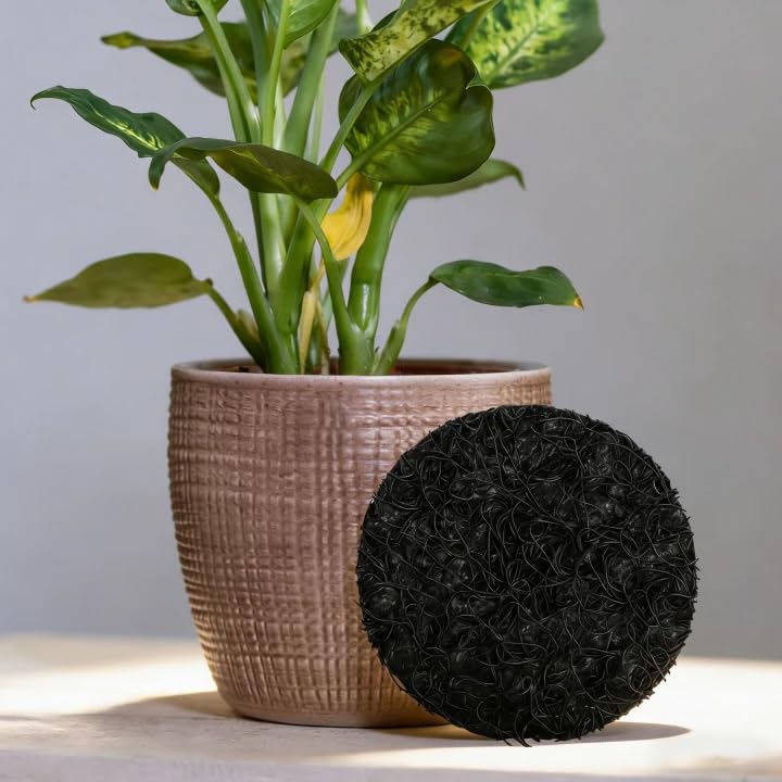 Mizelu disc promotes healthy roots by improving drainage and aeration.