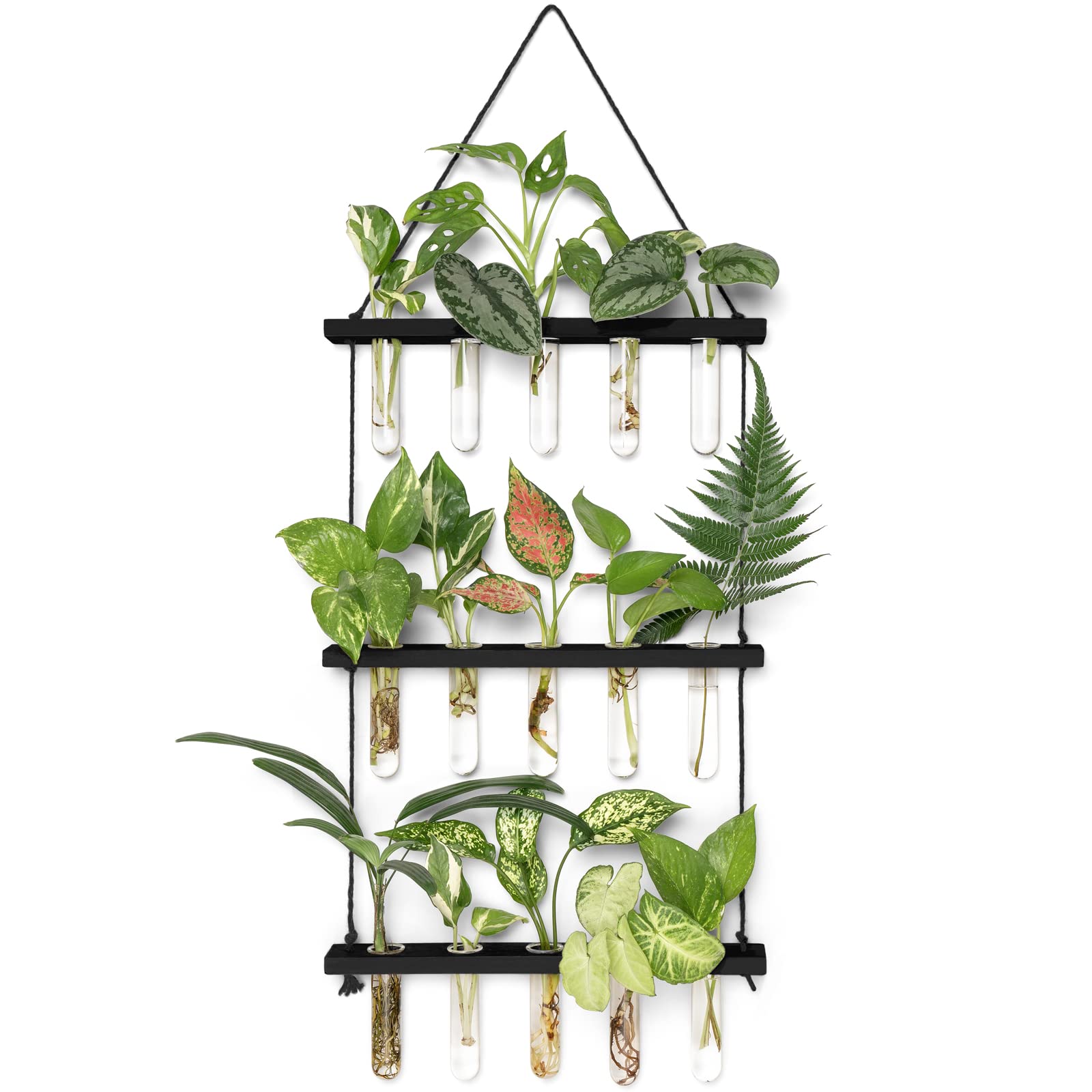 Mkono 3-tier propagation tubes terrarium shows root growth and observation.