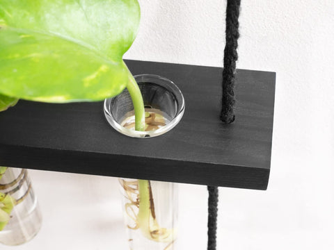 Mkono clear glass vessels perfect for observing root growth.