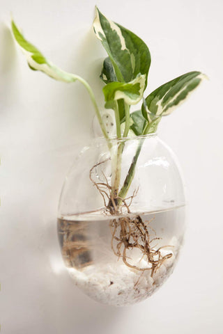Mkono easy-install hanging terrarium demonstrates simple wall mounting.