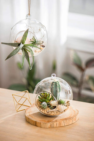 Mkono glass terrarium set complements festive décor and home offices
