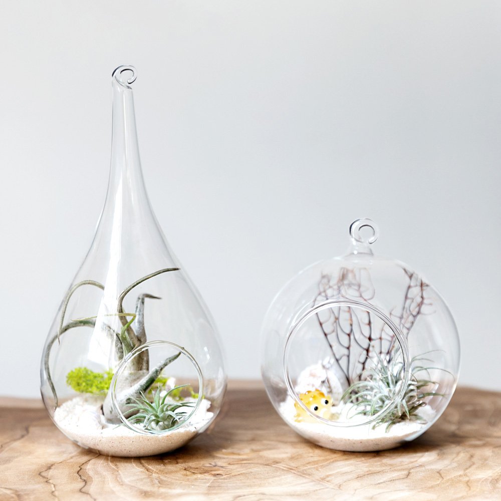 Mkono globe terrarium hanging vase showcases small succulents with clarity
