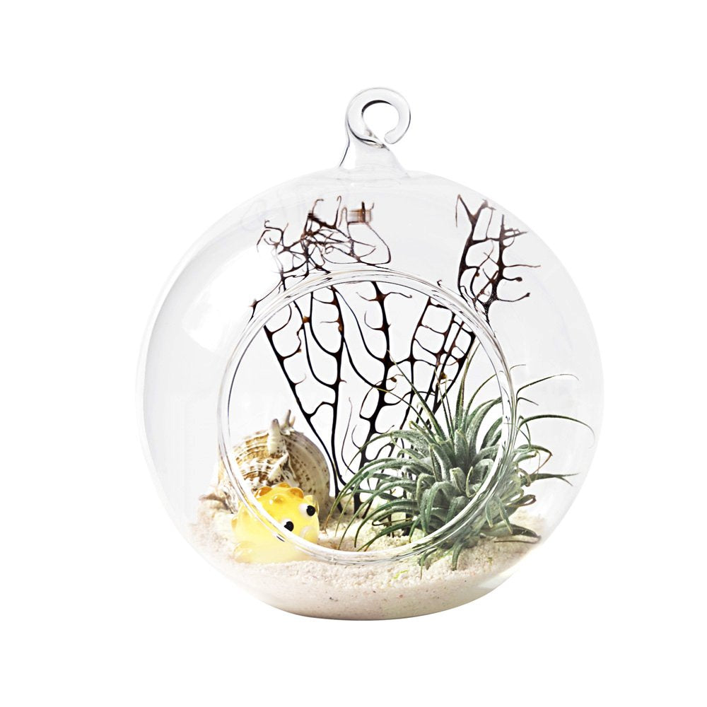 Mkono globe terrarium flat bottom tabletop display near a sunny window