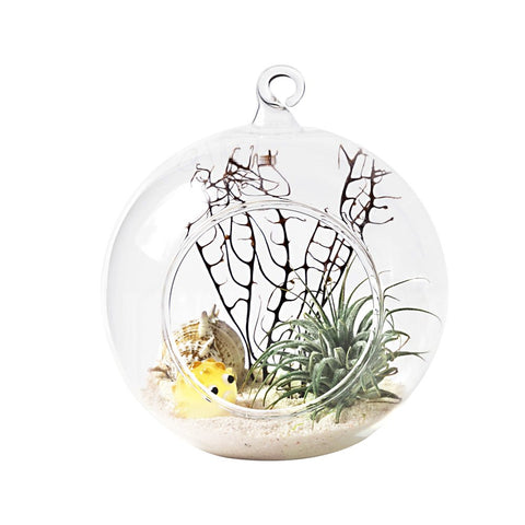 Mkono globe terrarium flat bottom tabletop display near a sunny window