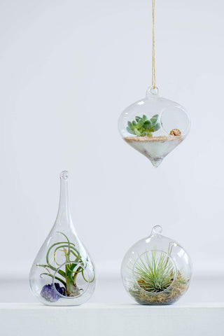 Mkono globe terrarium brightening a desk with succulents and moss