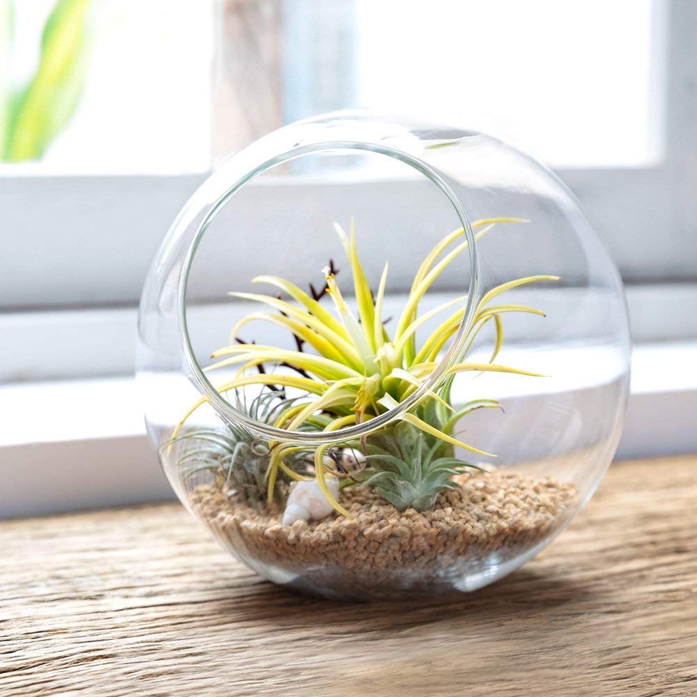 Mkono hand-blown glass terrarium showing crystal clarity for light-filled spaces