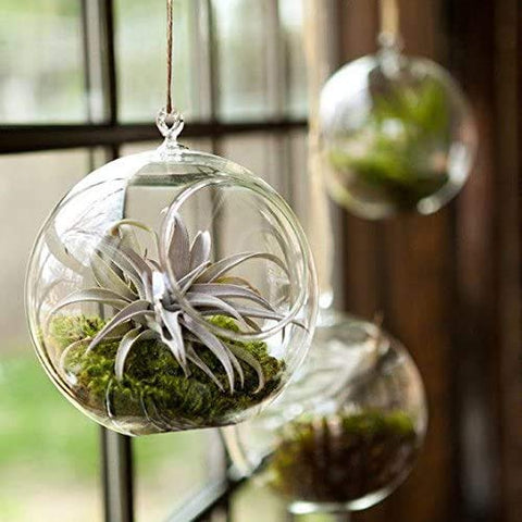 Mkono high boron glass emphasizes clarity and durability in home terrariums