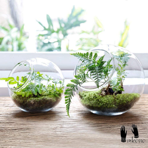 Mkono oblique mouth design terrarium adds contemporary centerpiece appeal