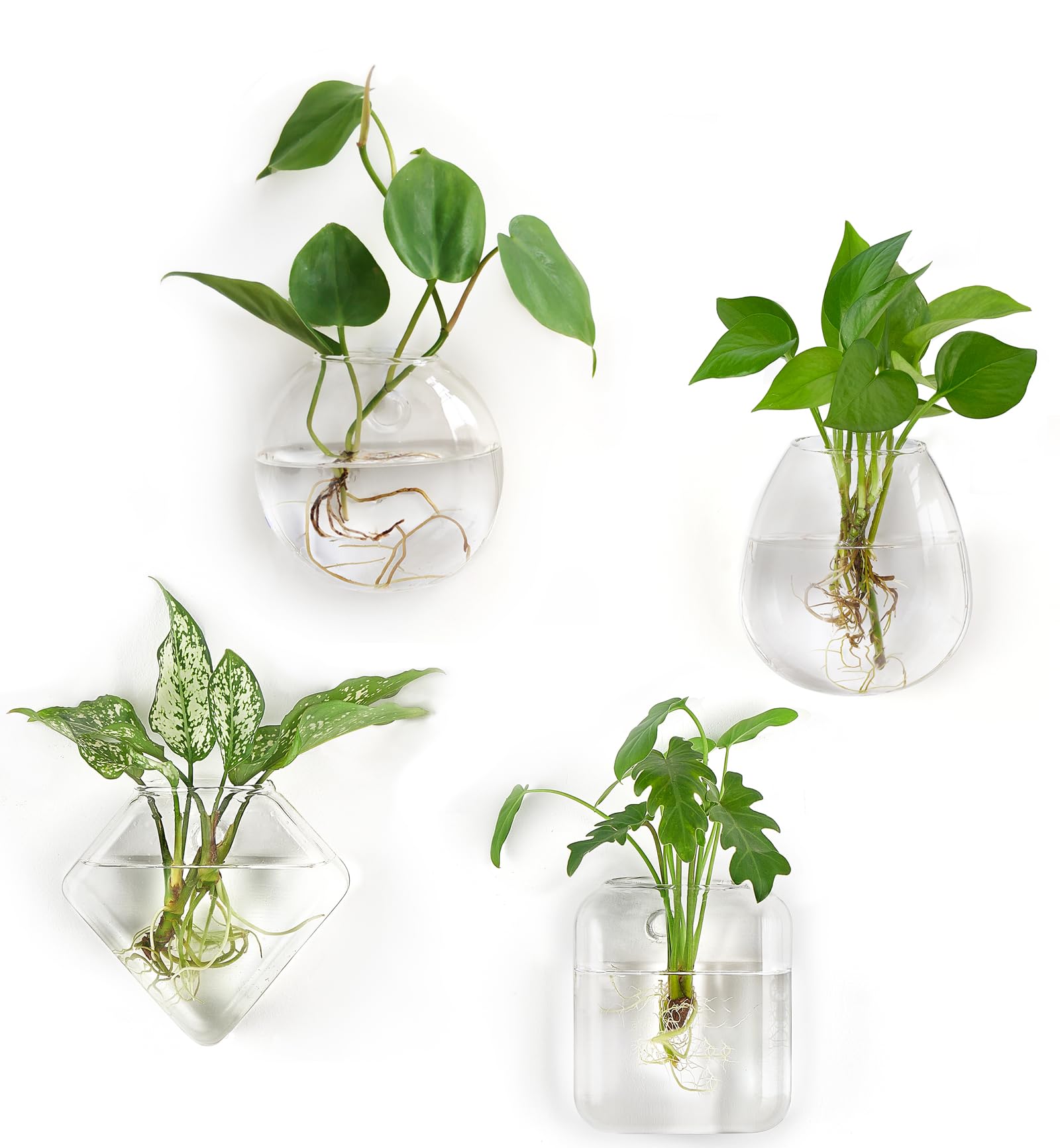 Mkono propagation oblate terrarium hanging on wall for stylish plant display and viewing roots
