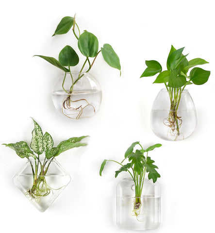 Mkono propagation oblate terrarium hanging on wall for stylish plant display and viewing roots