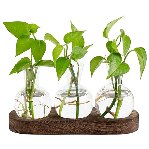 Mkono propagation station with glass vase and wooden tray for root observation.