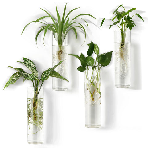 Mkono propagation station glass tubes for wall mounting with visible roots