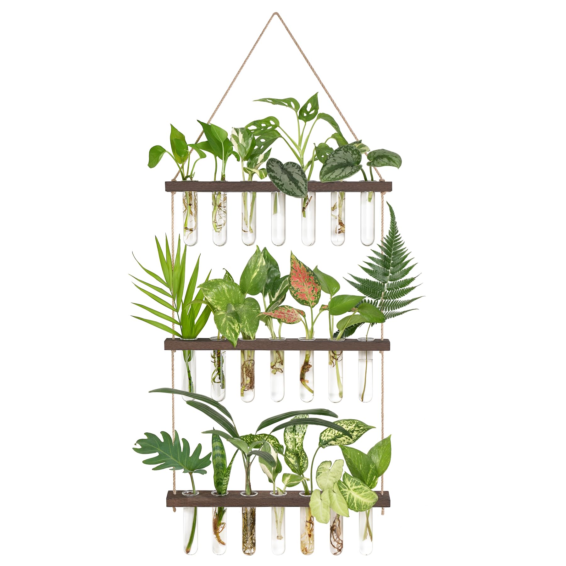 Mkono 3-tier propagation tubes on a wooden stand showing clear roots for easy observation.