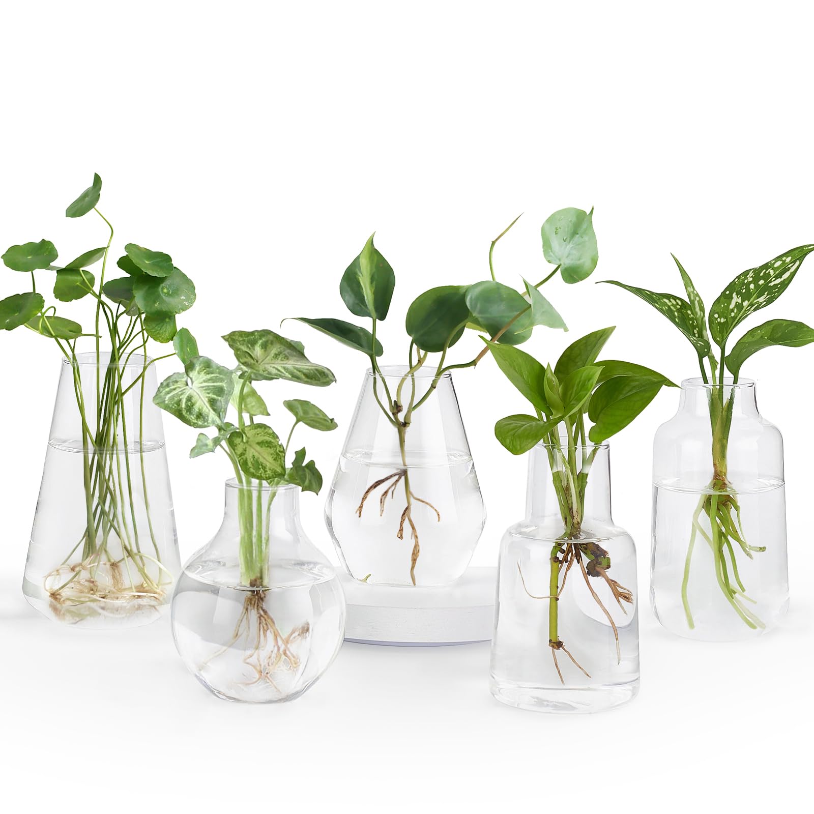 Mkono propagation vases in glass jars for hydroponic cuttings on a sleek desk