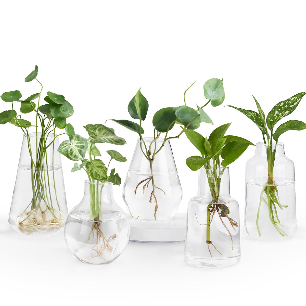 Mkono propagation vases in glass jars for hydroponic cuttings on a sleek desk