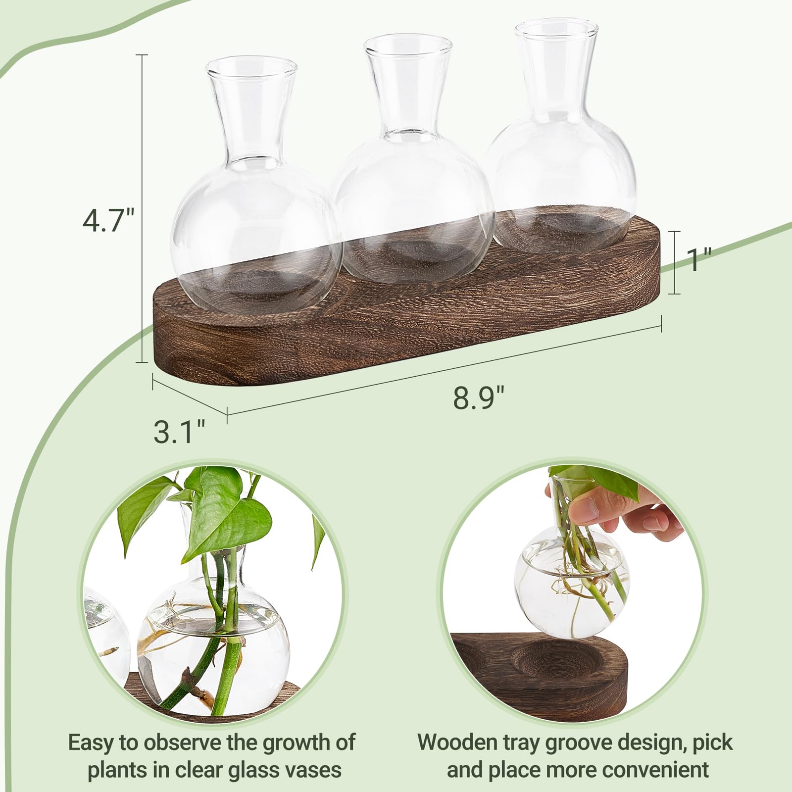 Mkono view through glass vase reveals root development for propagations.