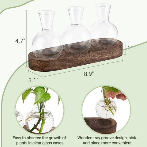 Mkono view through glass vase reveals root development for propagations.