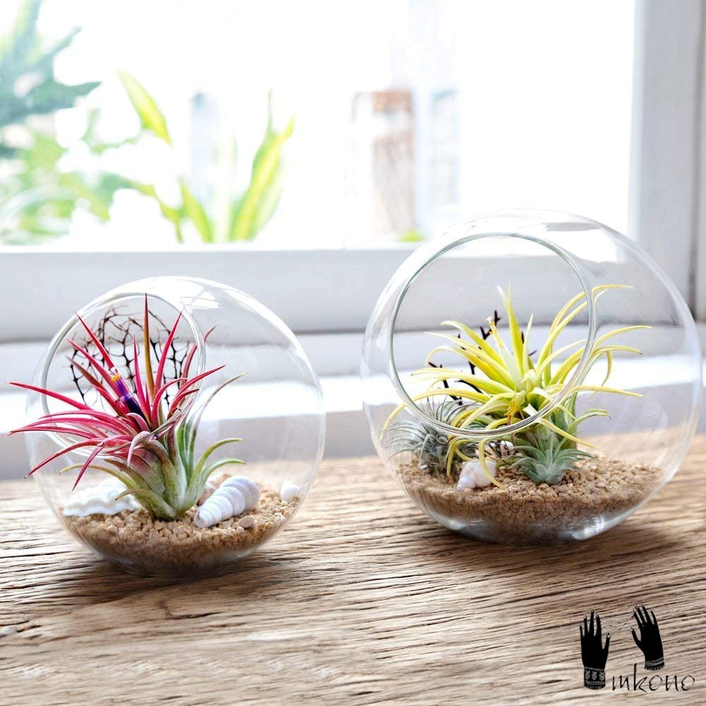 Mkono succulent and air plant planter ideal for small greenery on a desk