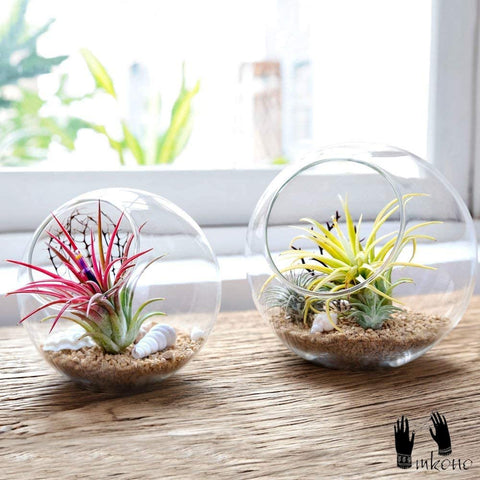 Mkono succulent and air plant planter ideal for small greenery on a desk
