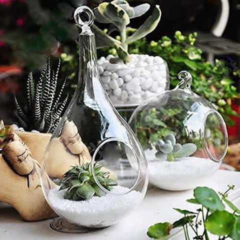 Mkono succulent moss display ideal for air plants and tiny fairy gardens