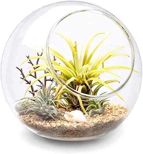 Mkono size M diameter terrarium ideal for compact indoor plants