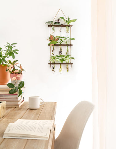 Mkono test tubes glass planters highlight clear view of cuttings