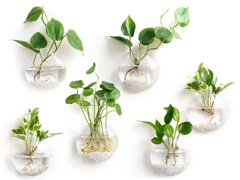 Mkono wall-hanging glass terrarium oblate flower vase on stylish wall display.