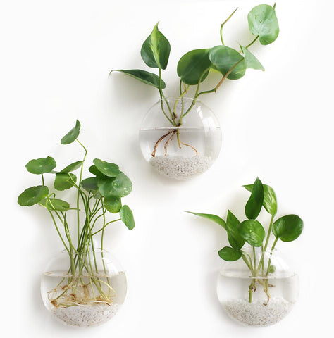 Mkono wall-mounted glass vase for hydroponics adds modern home decor with plants.