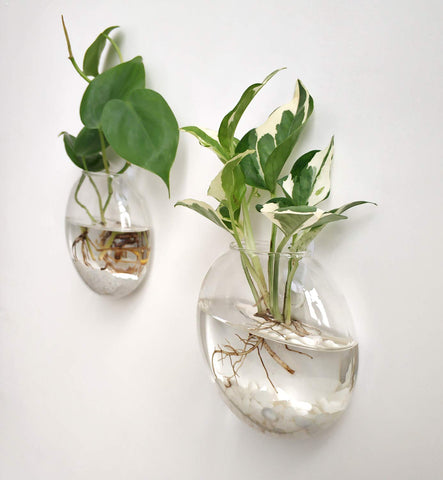 Mkono trio of glass planters suits bathrooms and living rooms for stylish displays.