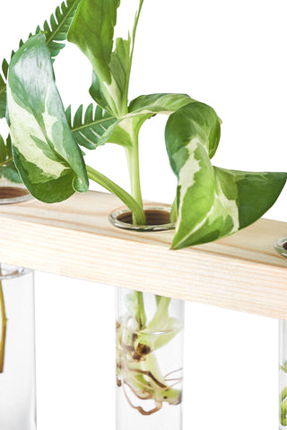 Mkono wall-hanging setup perfect for window sills and walls.