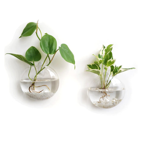 Mkono wall-hanging glass terrarium oblates—display hydroponics or air plants at home.