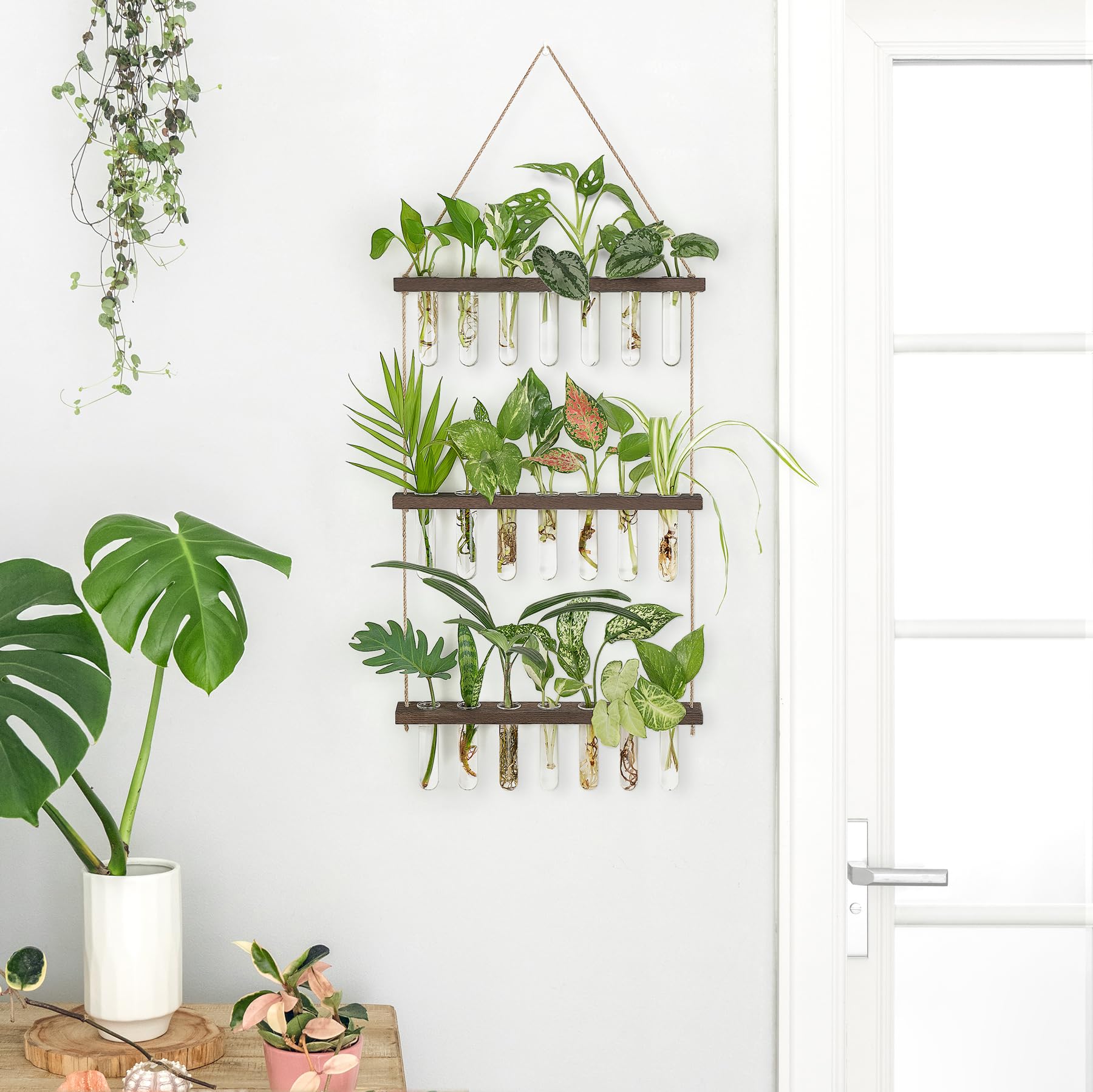 Mkono wall-hanging terrarium designed for vertical plant propagation.