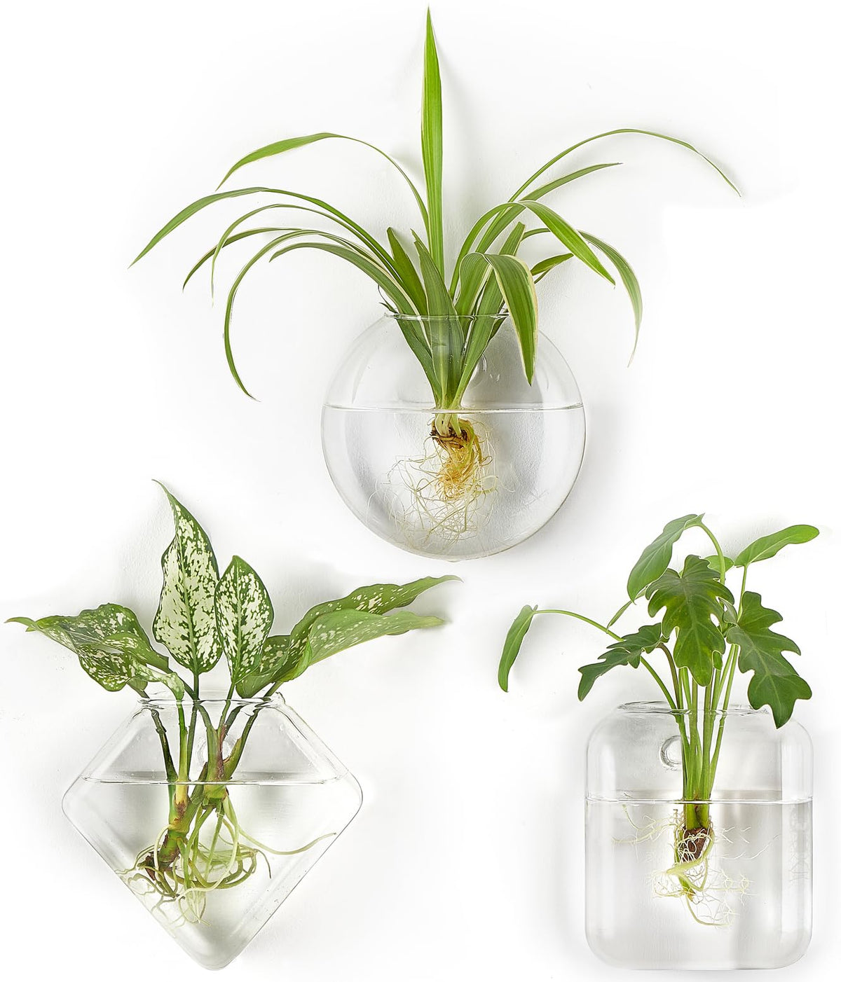 Mkono oblate terrarium wall planter for compact hydroponic plants