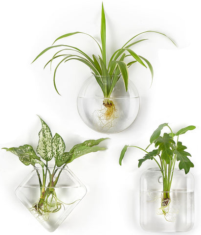 Mkono oblate terrarium wall planter for compact hydroponic plants