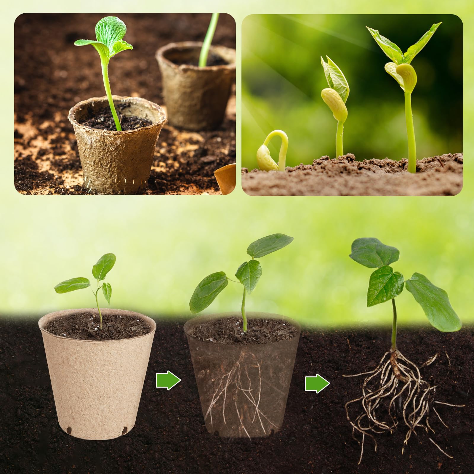 ModaSin biodegradable seed pots reduce transplant shock and soil disturbance