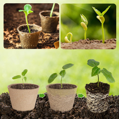 ModaSin seed-start tray kit is ideal for indoor and outdoor germination projects.