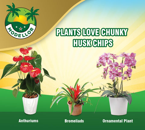 MODELLOR Coco Chips orchid-bonsai use promotes aeration and moisture balance.