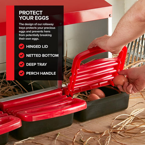 Modern Innovations included decoy eggs illustrate nesting behavior encouragement for hens.